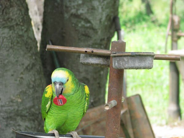 Mi loro Arturo en la isla by joseboggio