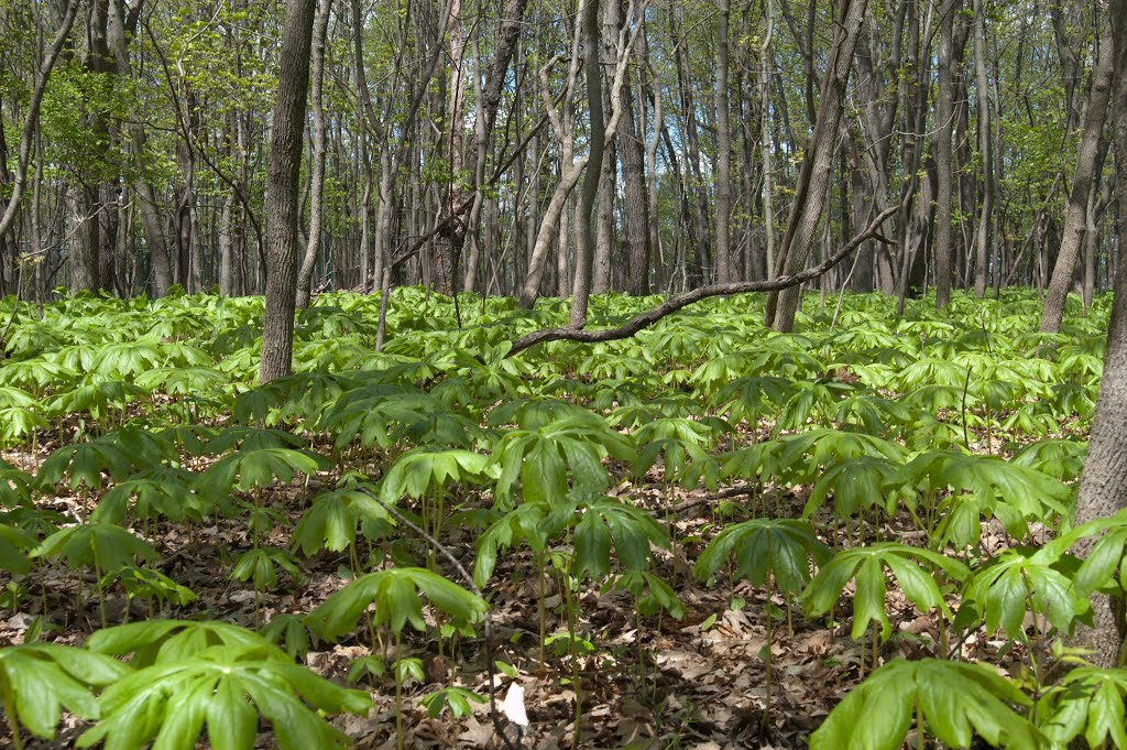 Mosquito Hill Mayapples by Andrew Sabai