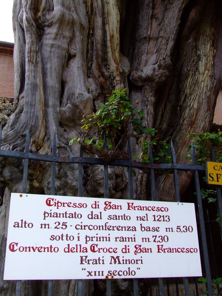 047 cipresso San Francesco by brendino