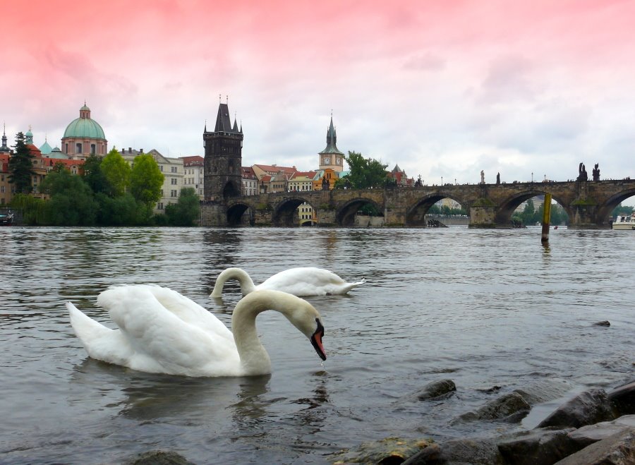 Charles Bridge with swans by © alfredschaffer