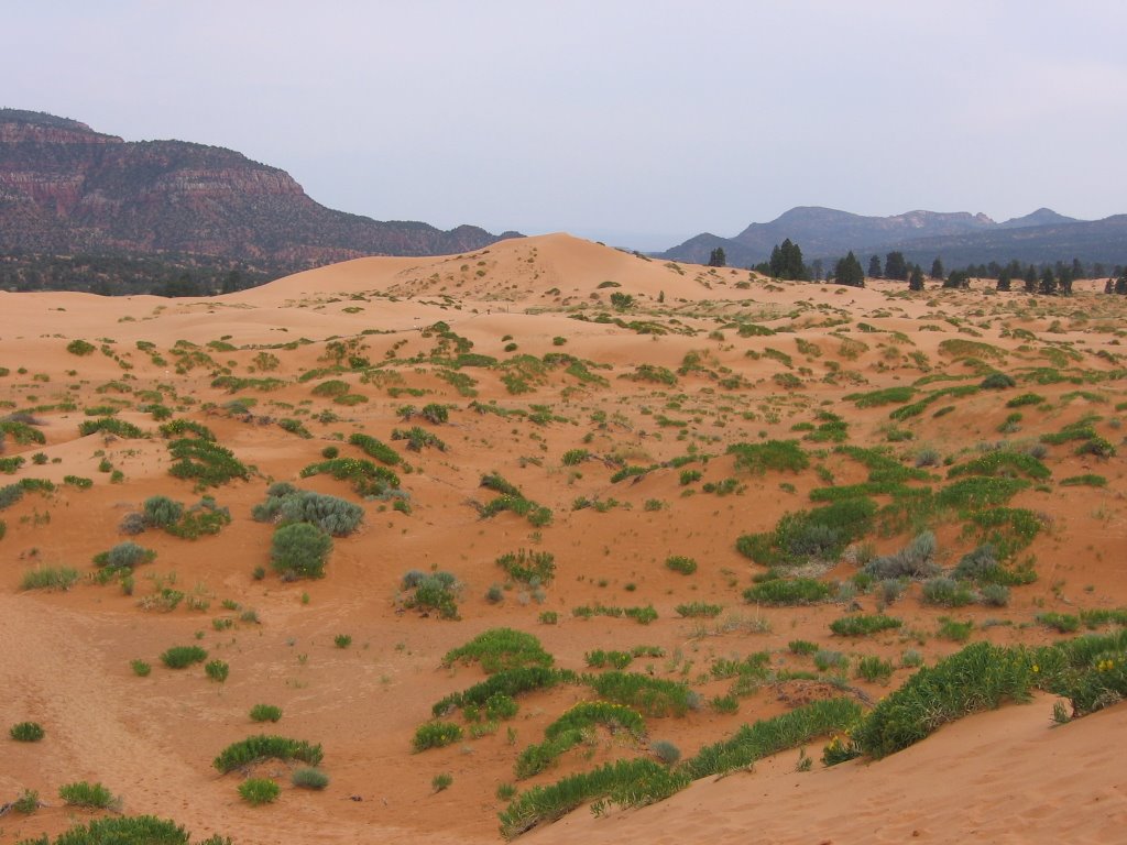 The Dunes at Pink Coral by ryan.krause