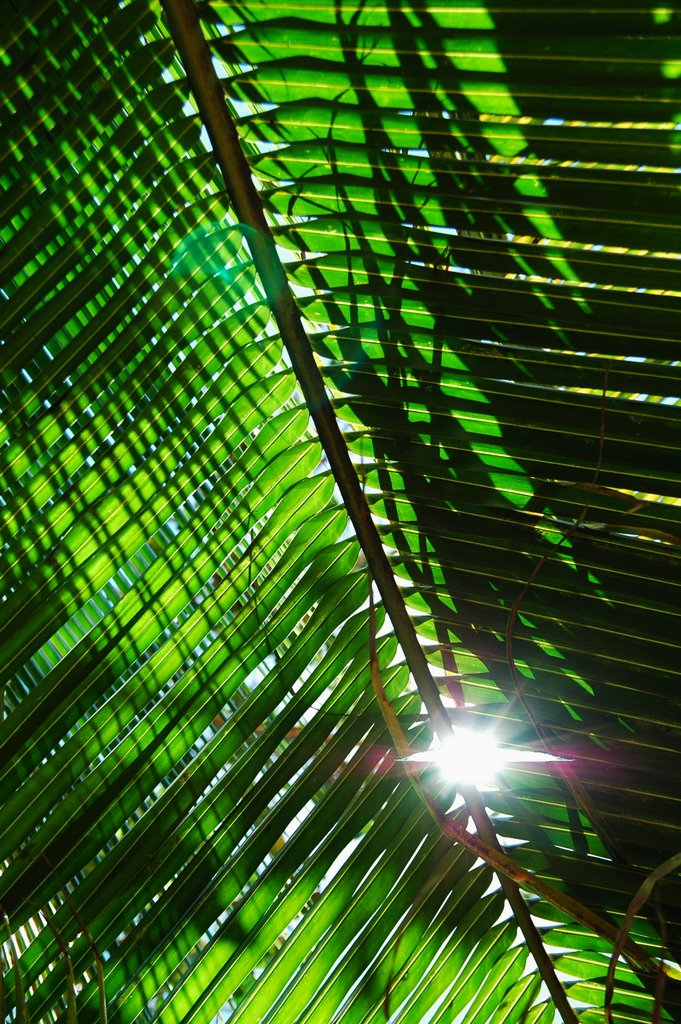 Napping under the palm trees... by amorican