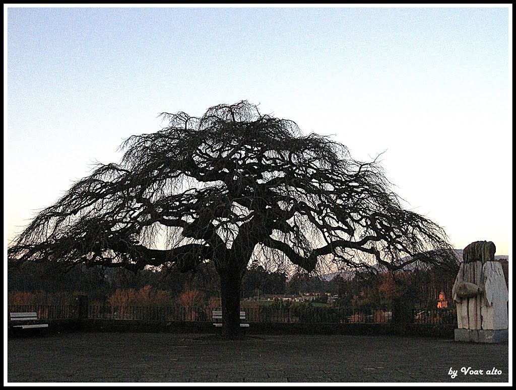 Monção,árvore com ar de Inverno / tree with a winter look by Voar Alto