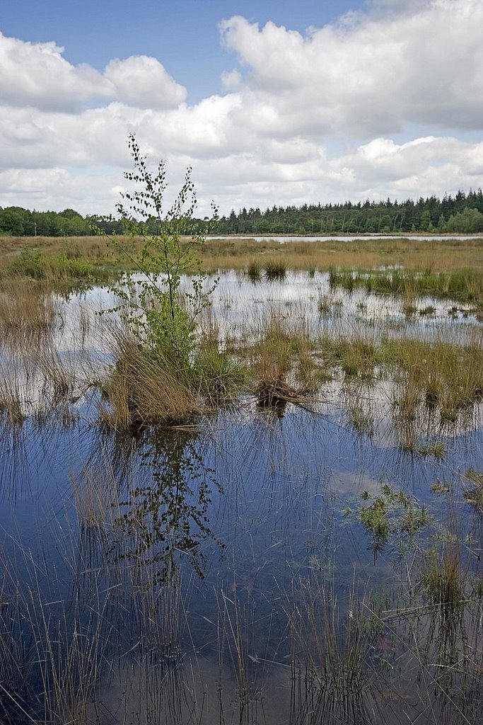 Buntven, Zandbosch, Deurne by Wim Janssen