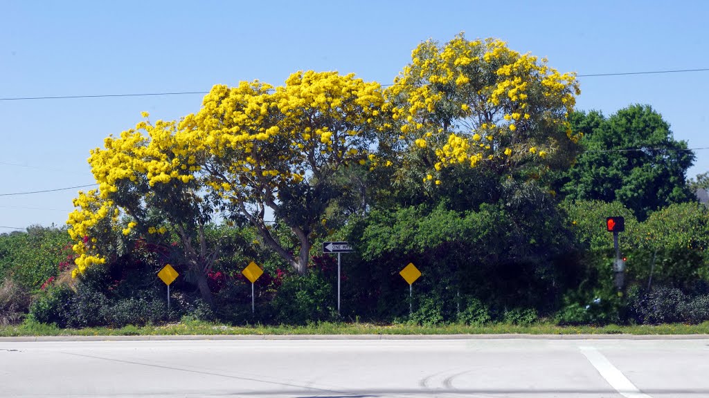 2014 03-26 Florida - Rte 540 spring flowering by Qwilleran