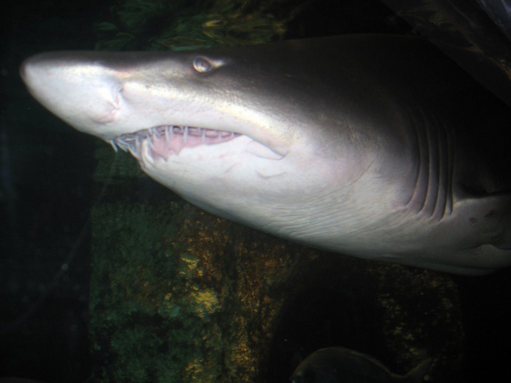 Tiburon, aquarium de Galicia en O Grove by DubheYoshy