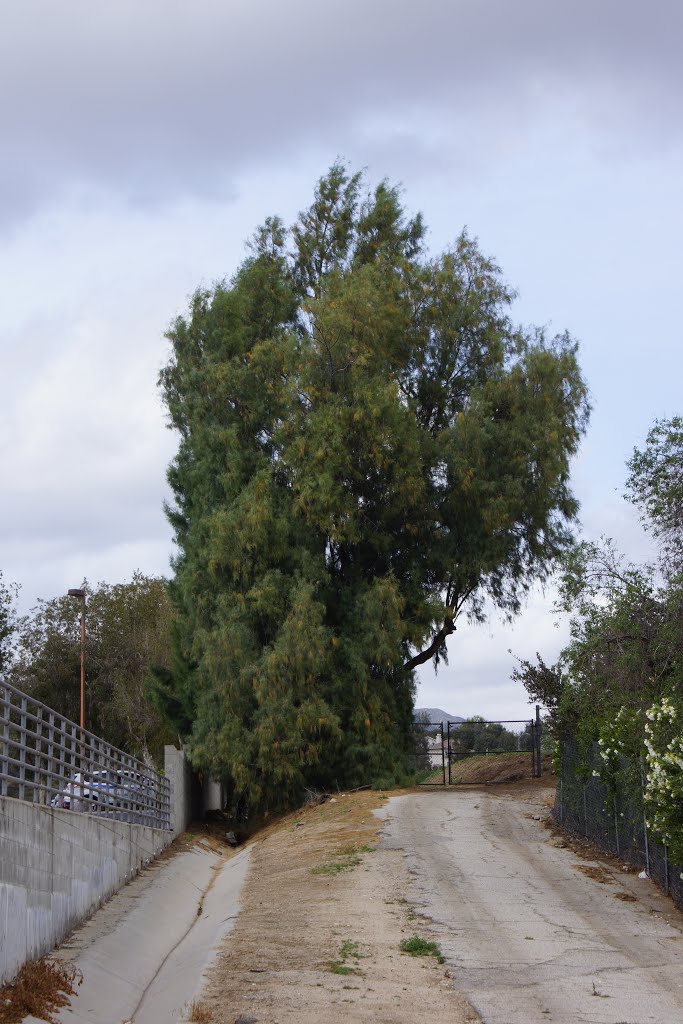 2014, Top of Indian Hill Road, Shade Tamarack, Tamarisk aphylla by tceng