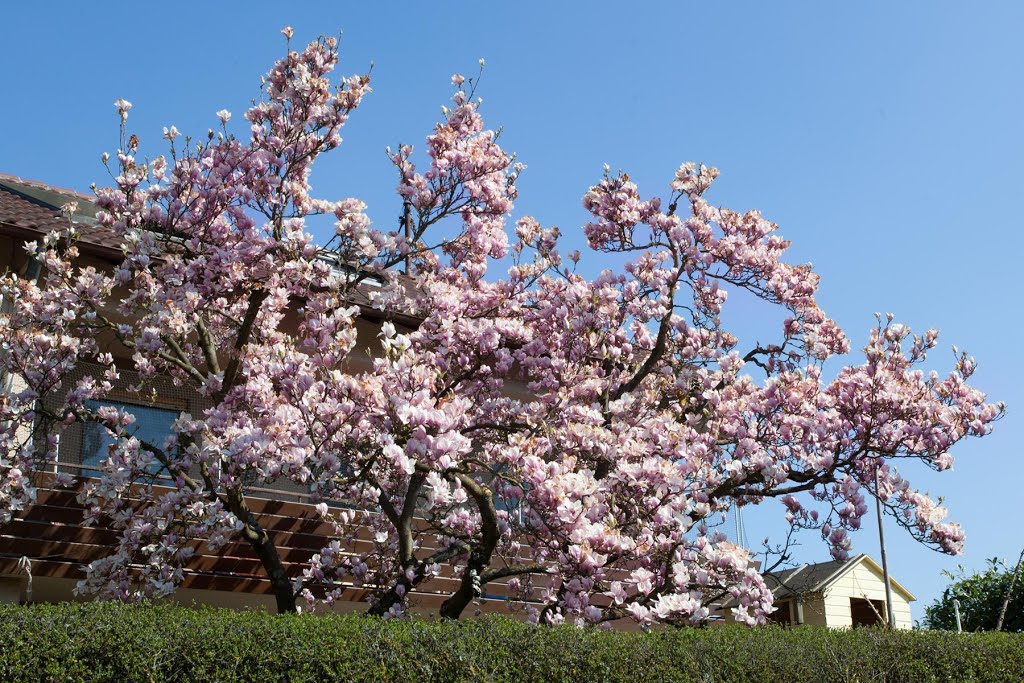 Großaspach - Magnolienblüte by Margarete Hartert