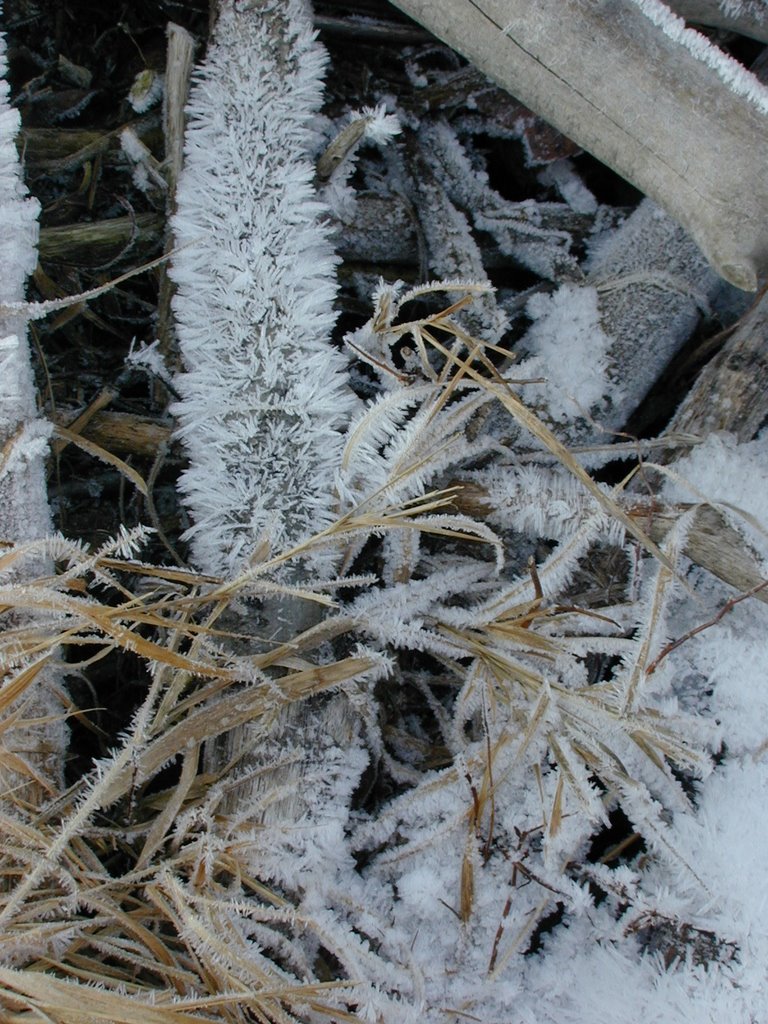 Frost on stalks and grass by cbaisan