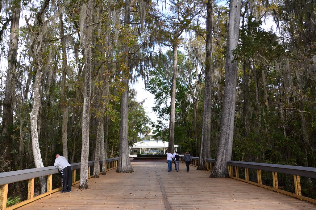 Silver Springs, Ocala. 2013 by morpheen