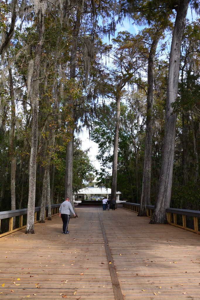 Silver Springs, Ocala. 2013 by morpheen