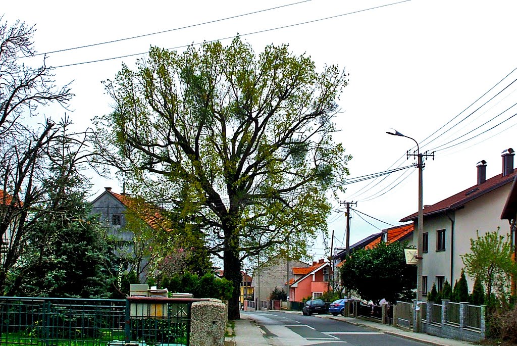 Zagreb, Bukovačka cesta ( An Outstanding Ash-tree), Croatia by Sonjči