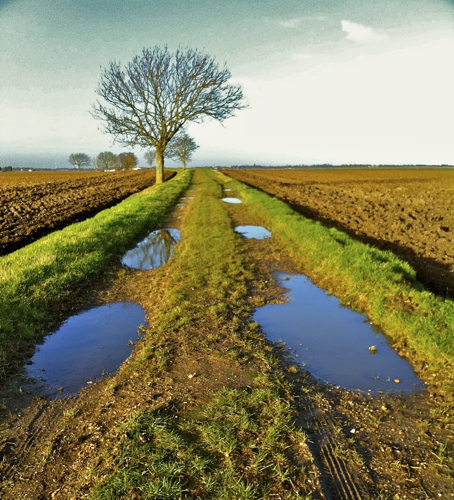 AFTER THE RAIN by Jerry Desmond