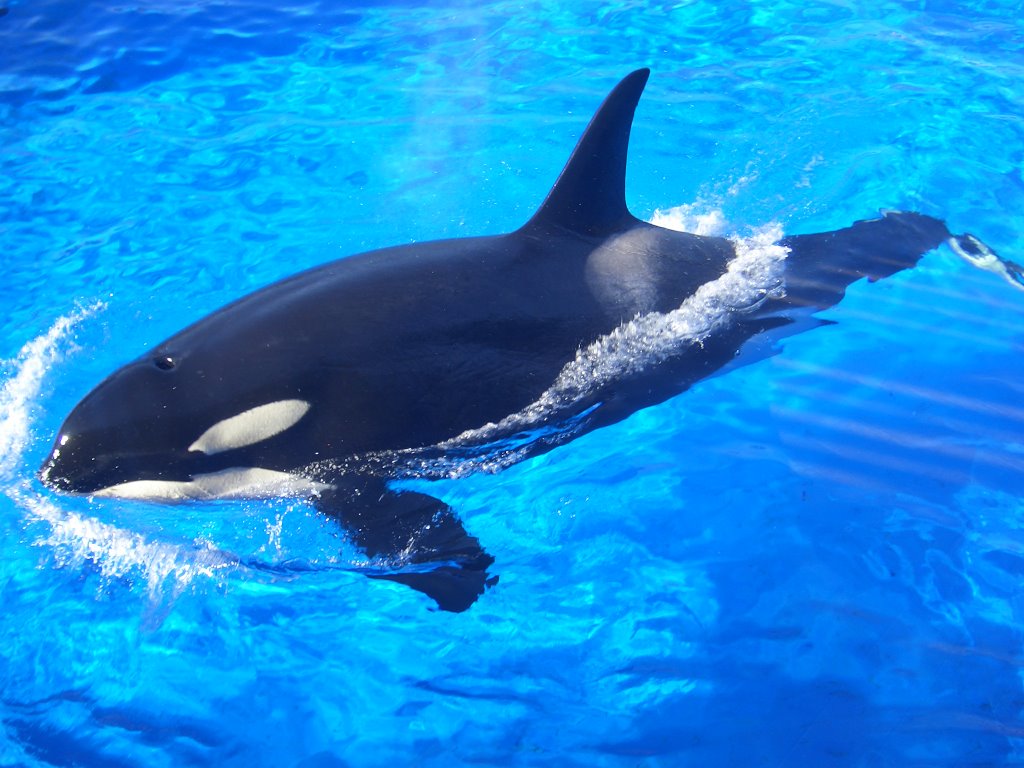 Orca in Sea World San Diego by Stephan Maria Hitzel