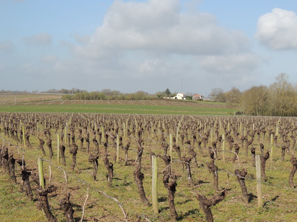 Saint-Léger-les-Vignes, vignes by tofil44