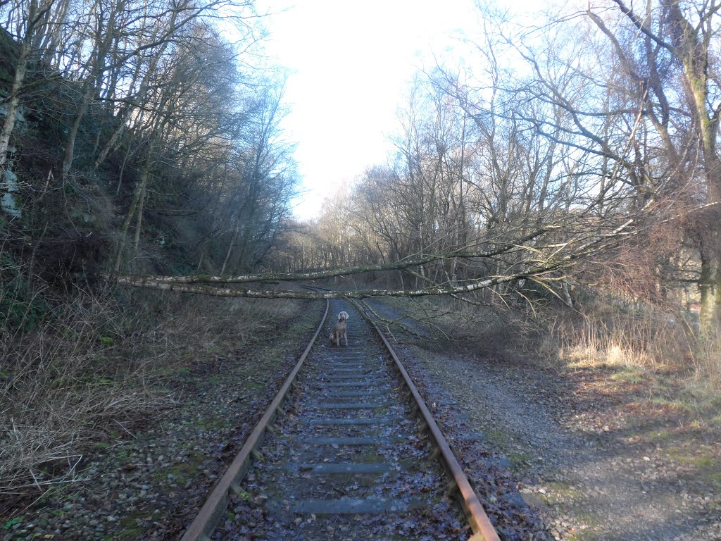 A fallen tree on disused railway at cheddleton by Gemma Hassall