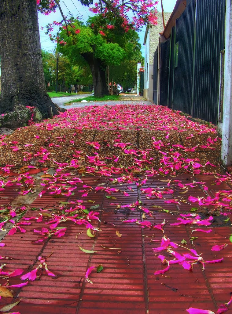 Colores del otoño by En Lomas