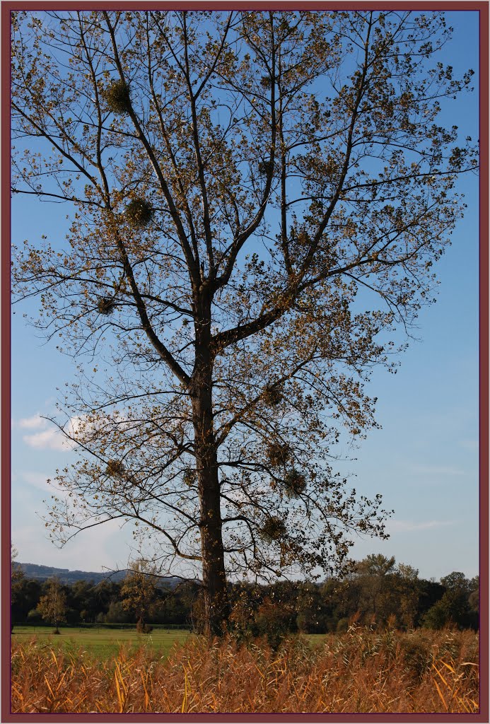 Naturschutzgebiet Maschwanden by ERS-Images.ch