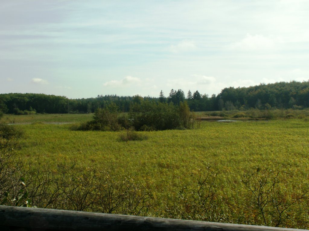 Bastemose, zarastające jezioro - widok z kładki by 7alaskan