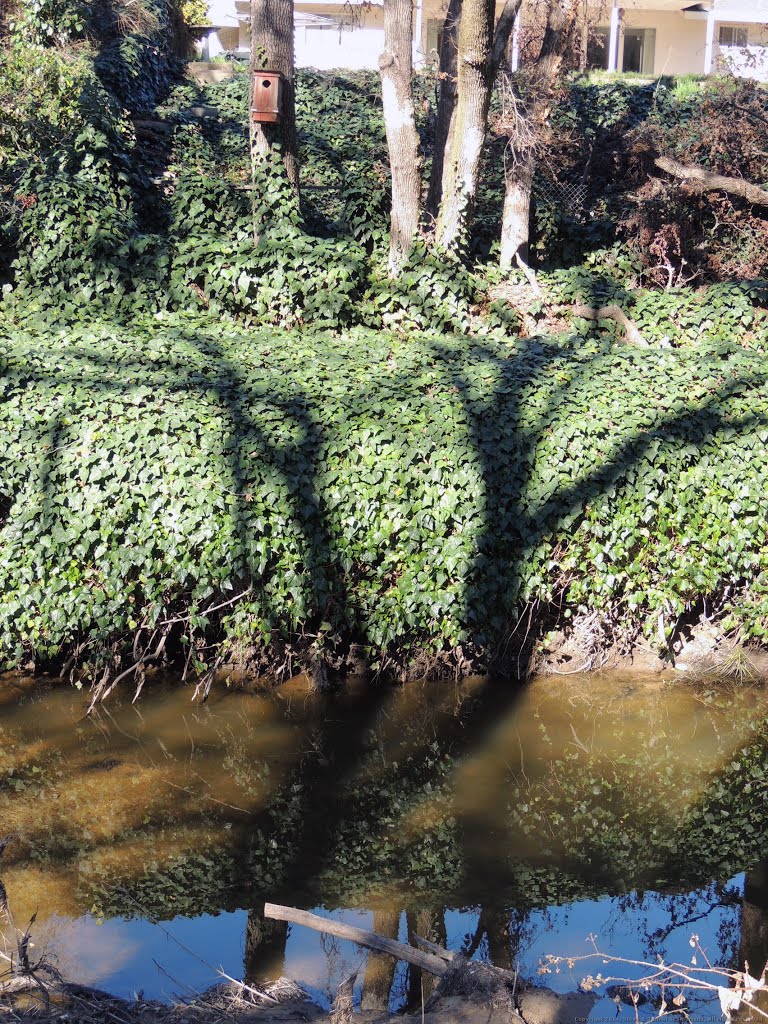 Ivy Reflected in the Water of Cirby Creek by Steve Schmorleitz, NationalParkLover.com