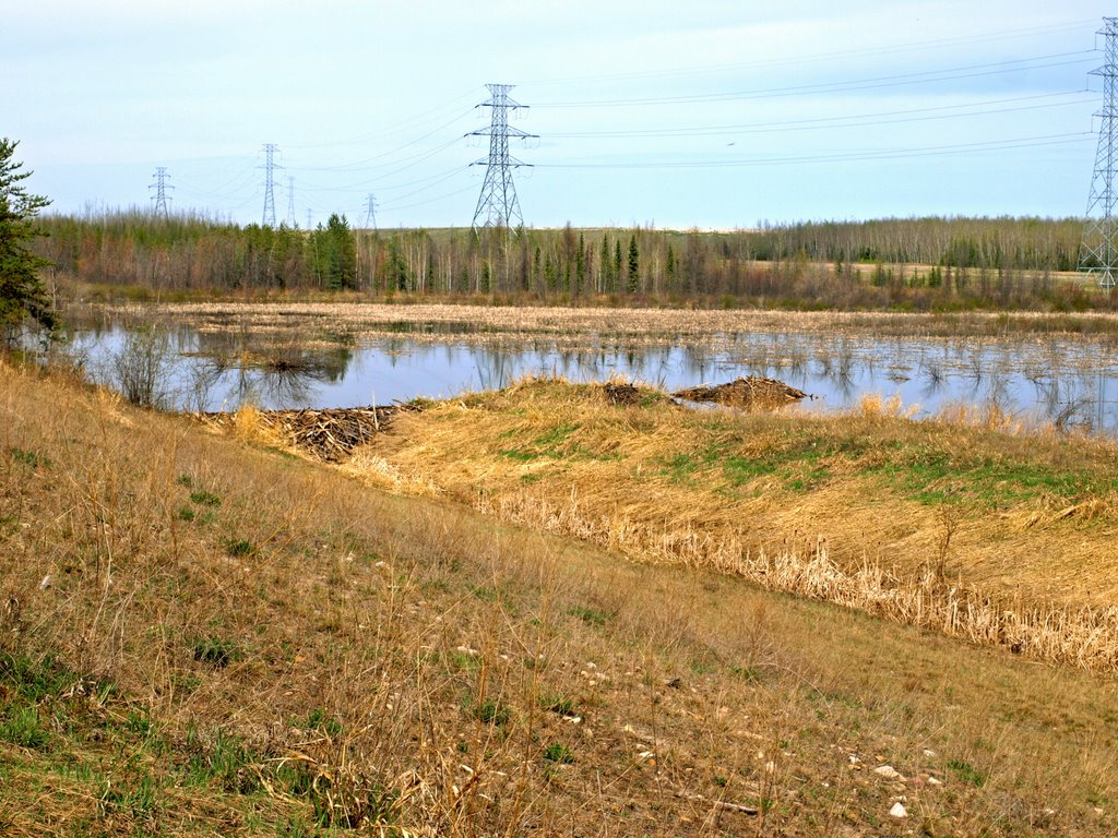 Beaver dam and lodge along Wood Bison trail by Steamfitter_Tango (S…