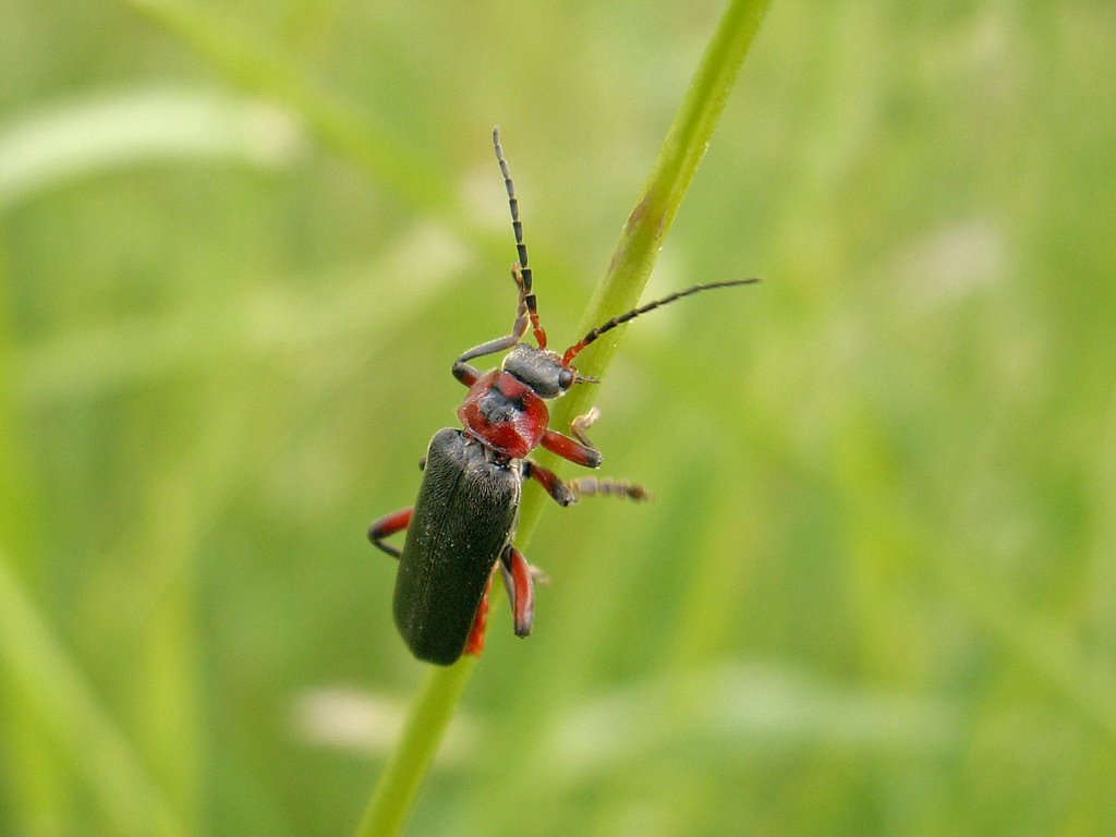 Aufstieg (Weichkäfer) by christine.www