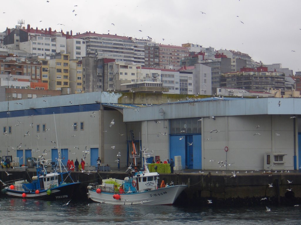 Sea gull in Vigo by ma_marco