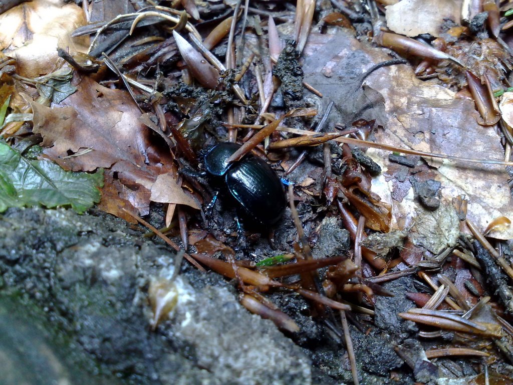 Käfer auf Wanderschaft by dadanielAT