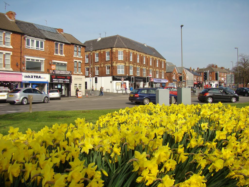 Daffodils on West Bars roundabout looking towards shops 2, Chesterfield S40 by six45ive