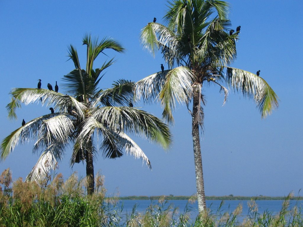 Birds on coconut trees - Alleppey by ppreetha