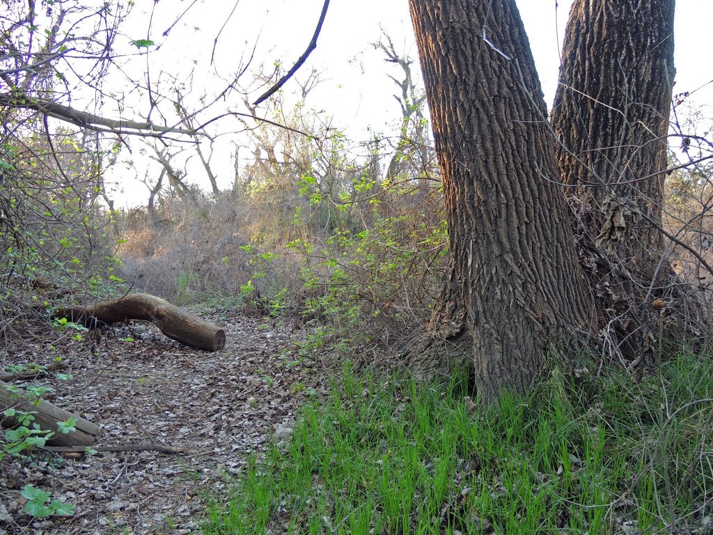 Trail along Steelhead Creek by Steve Schmorleitz, NationalParkLover.com