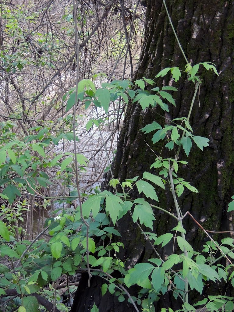 Vines on a Trunk by Steve Schmorleitz, NationalParkLover.com