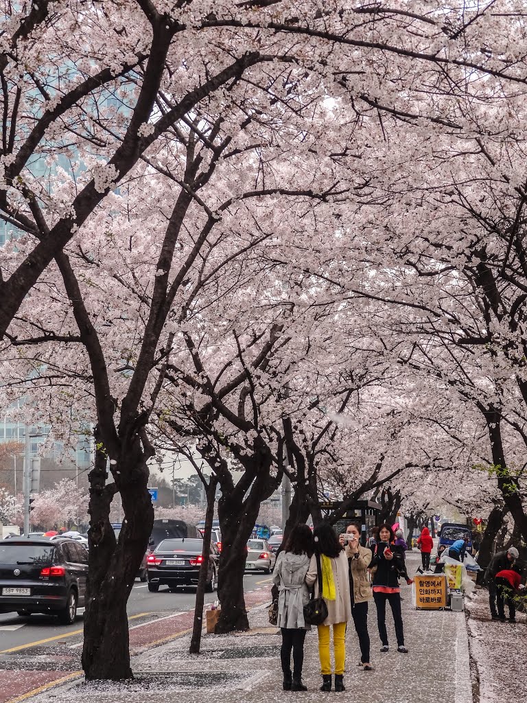 樱 Cherry Blossom by Michael LI