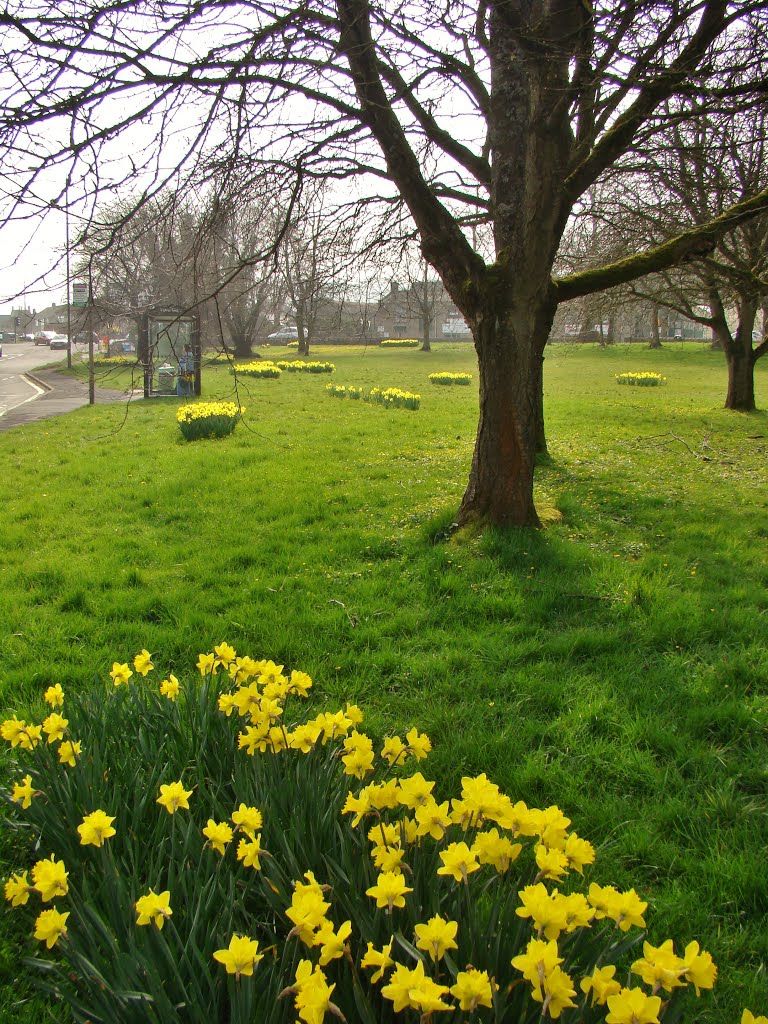 Daffodils off the A625 at Calver S32 by six45ive