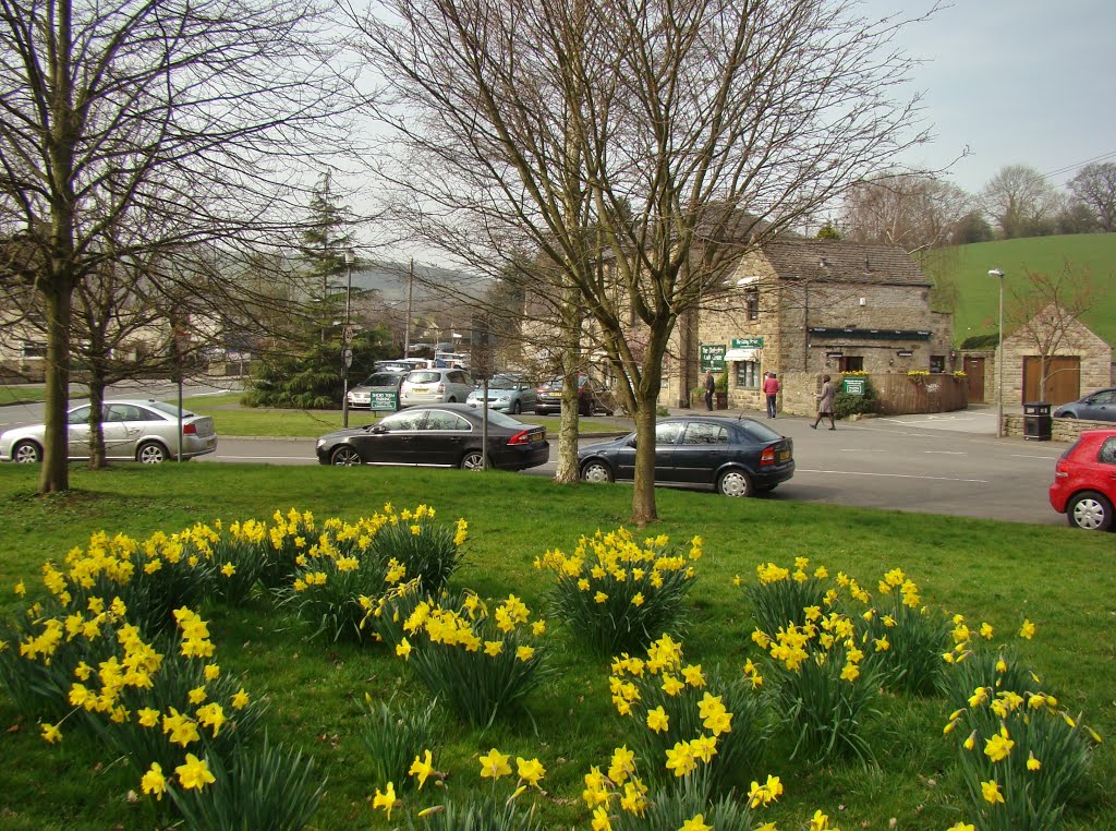 Daffodils on Calver village green 2, S32 by six45ive