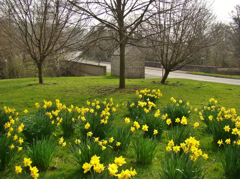 Daffodils on Calver village green 3, S32 by six45ive