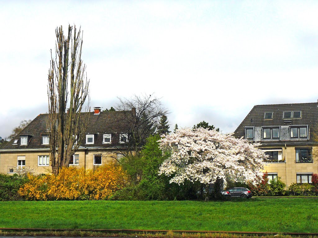 Frühling in Düsseldorf Stockum - 3/2014 by Karl-Ernst Pikelj