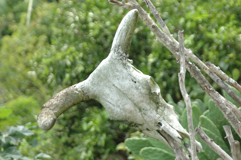 Águas Belas - PE, Brazil by Oscar Malta