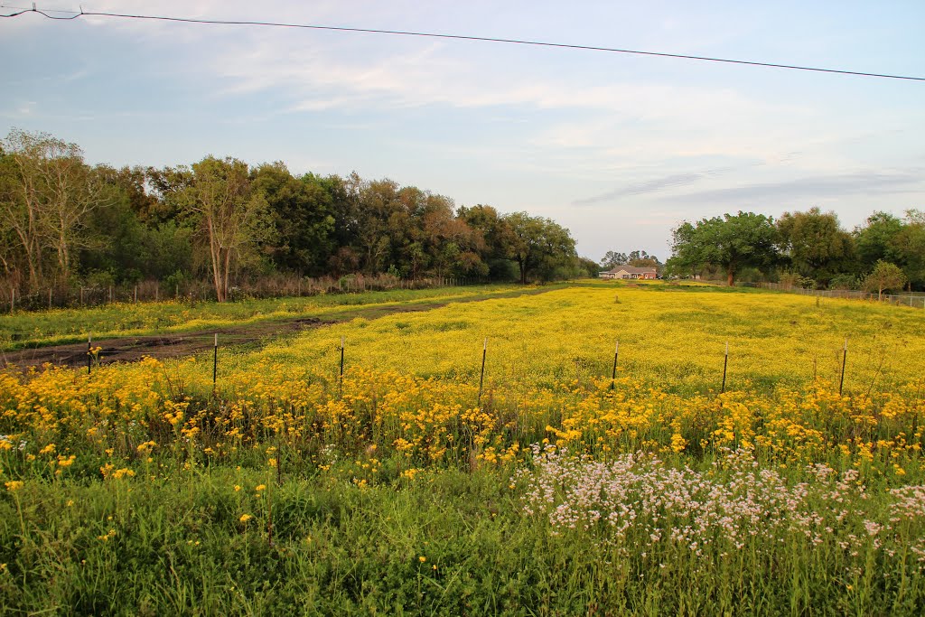 Field of Goldenrods by the-traveling-cajun