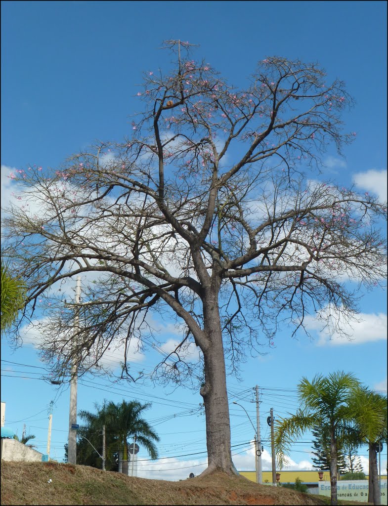 Av. Washington Luiz by enioprado