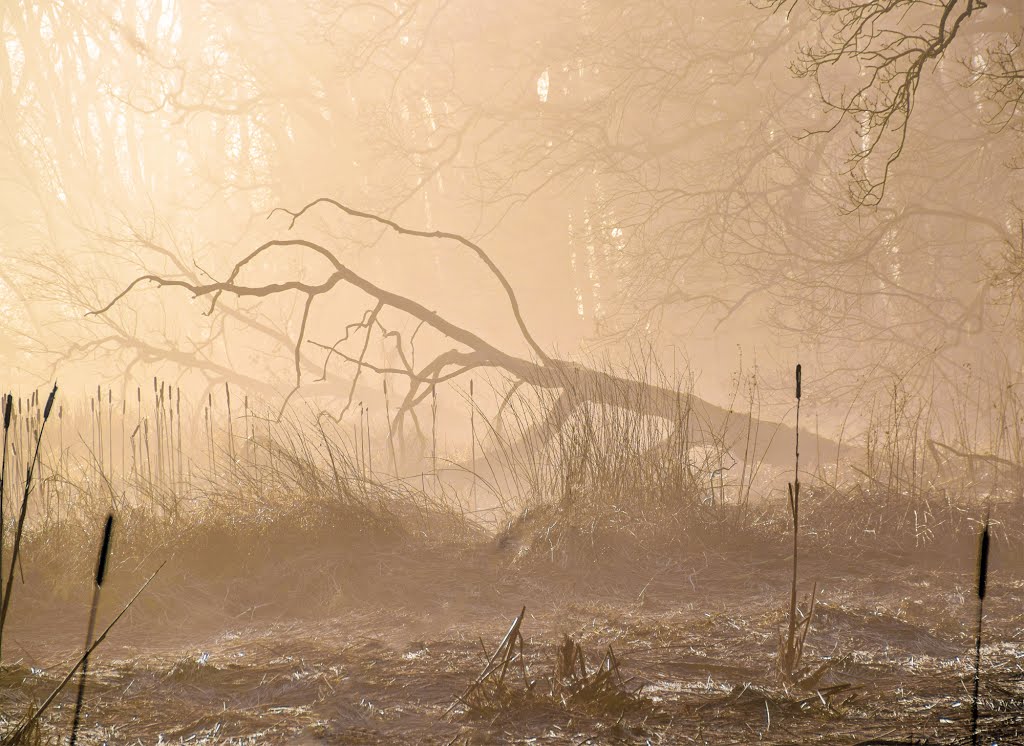 Naturschutzgebiet Haseldorfer Binnenelbe mit Elbvorland bei Bishorst by Juliane Herrmann