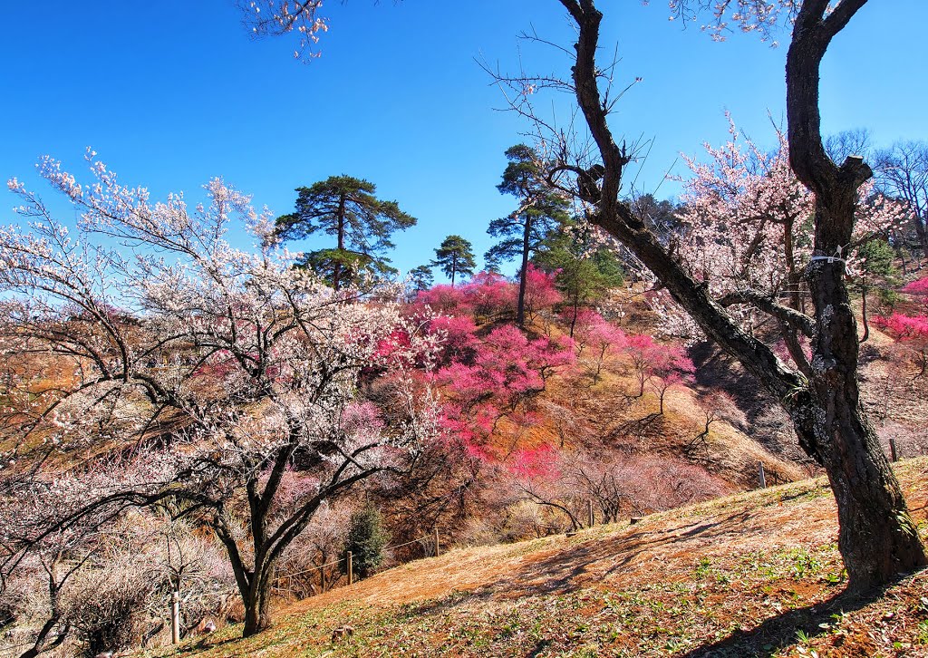 The last scenery of Plum flower in Yoshino Baigo by SEIMA