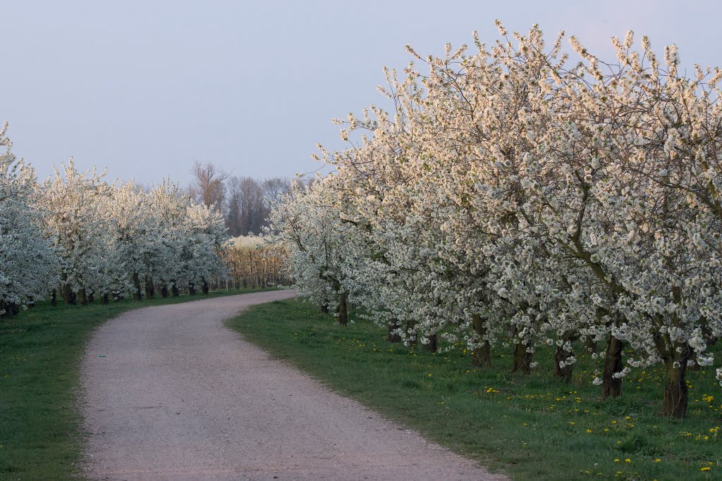 Weggetje tussen Beesel en Kessel, Nederland. by Geert Giesen