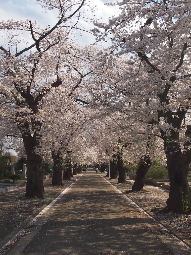 多磨霊園　桜 by mthr110