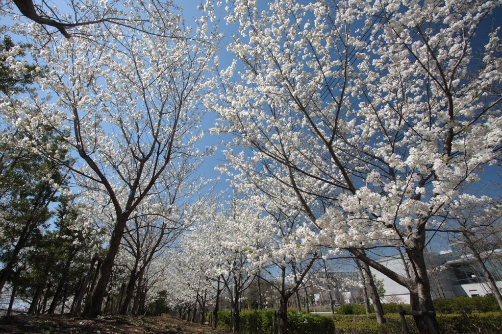 20140331　柏の葉公園の桜5 by rerereno-ozi3