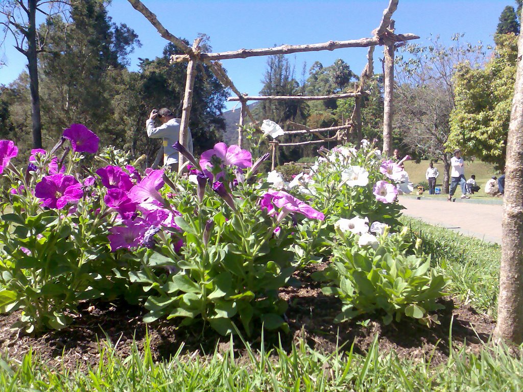 Victoria Park in Nuwaraeliya, Sri lanka by buddhika Priyanjith