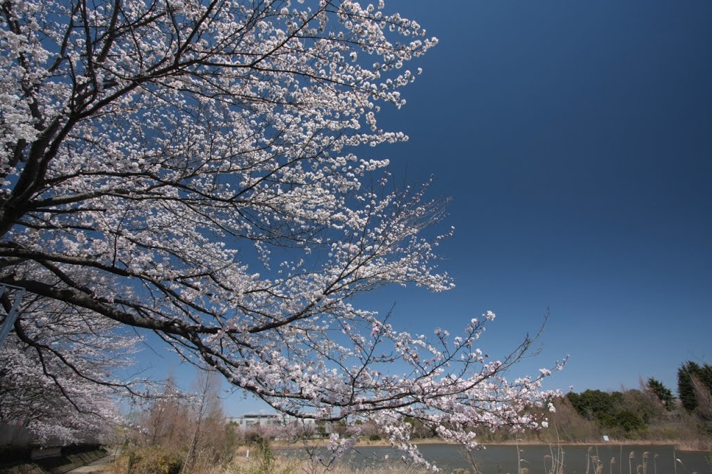 20140331　柏の葉公園の桜10 by rerereno-ozi3