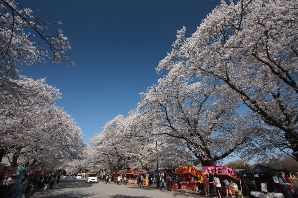 20140404　小林牧場の桜並木（印西市） by rerereno-ozi3