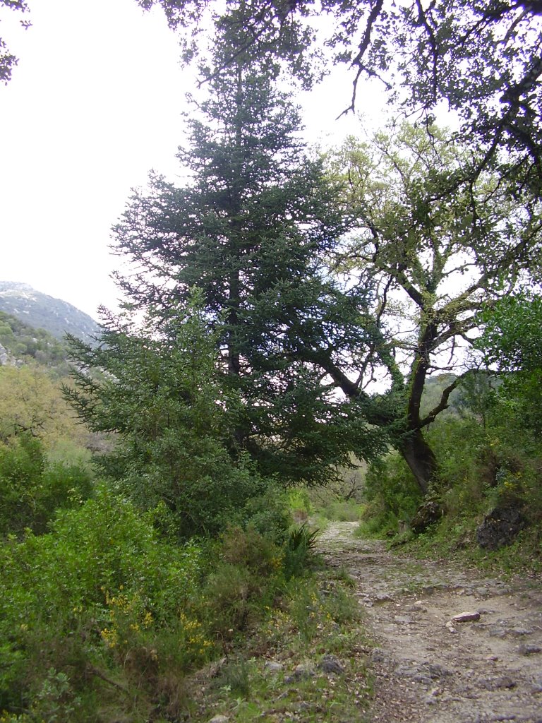 Pinsapo. PN Sierra de Grazalema (Cádiz) by josefcerezo