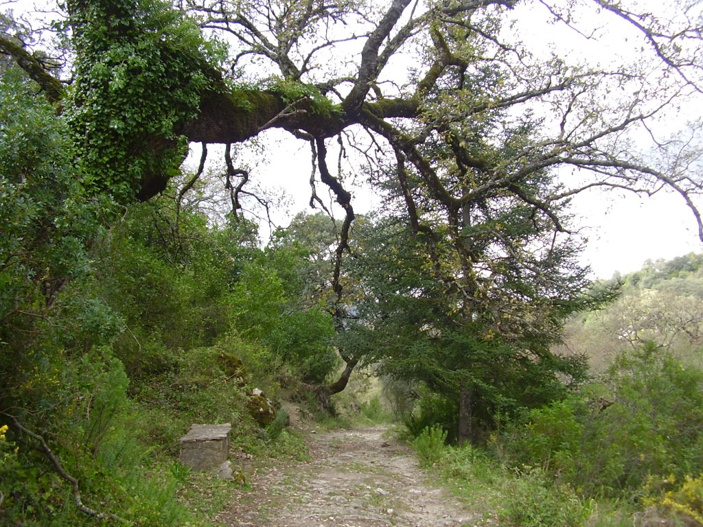 Pinsapo. PN Sierra de Grazalema (Cádiz) by josefcerezo